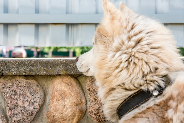 飼い主を待っている犬と隙間から見ている犬 プレミアム写真