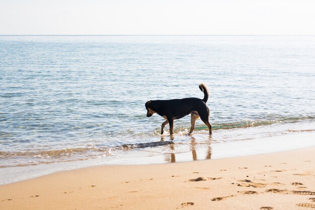 ビーチの上を歩く犬 プレミアム写真