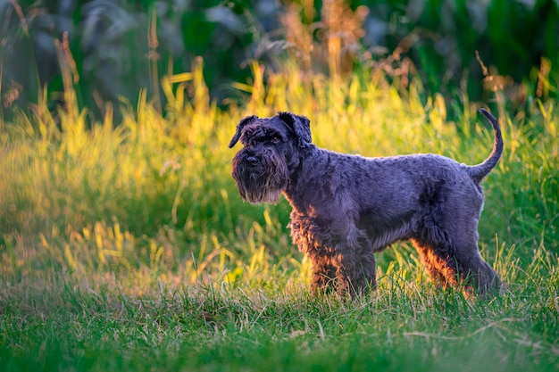 夕暮れ時 森の中を歩く犬 プレミアム写真