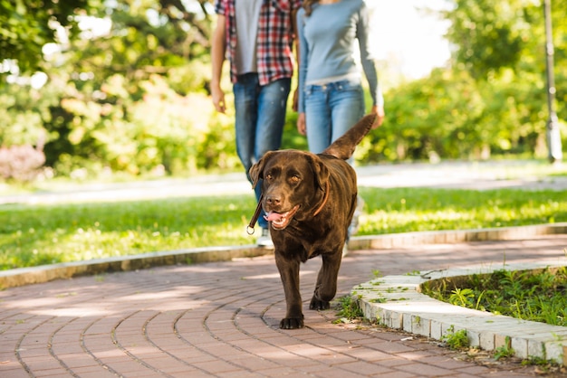 Free Photo | Dog walking on walkway in front of couple