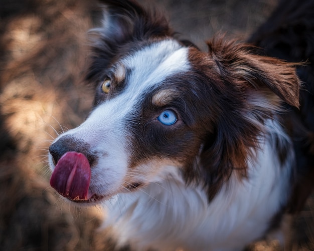 青い目の犬 無料の写真