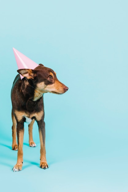 Free Photo | Dog with hat