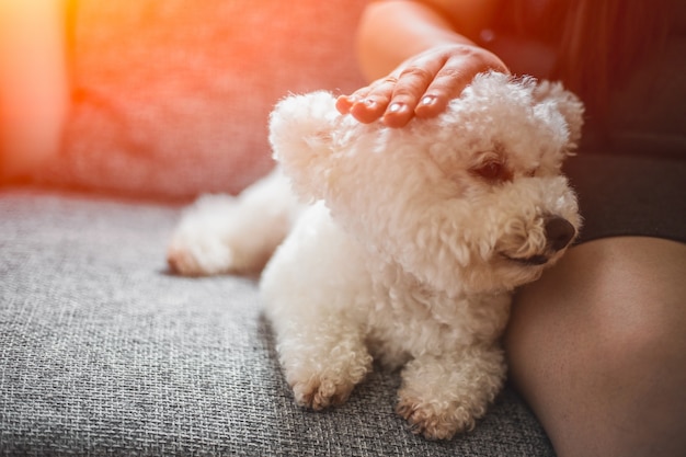 Bichon Bolonhês