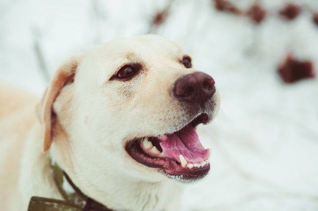 Dog with open mouth Photo | Premium Download