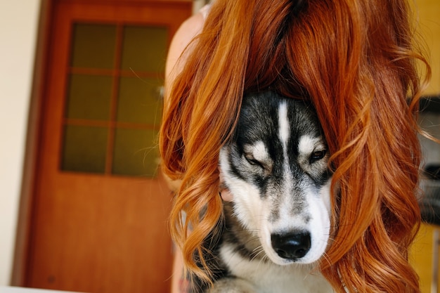 Free Photo | Dog with a red-haired wig