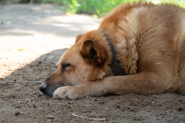 悲しそうな顔の犬 地球上に横たわっている悲しいオーストラリアンシェパードの女性 悲しい犬の目 プレミアム写真