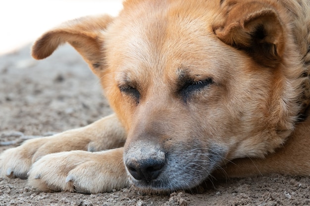 悲しそうな顔の犬 地球上に横たわっている悲しいジャーマンシェパードの女性 悲しい犬の目 プレミアム写真