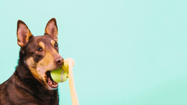 犬 テニス ボール 口 無料の写真