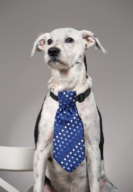 Premium Photo Dog With A Tie On His Neck