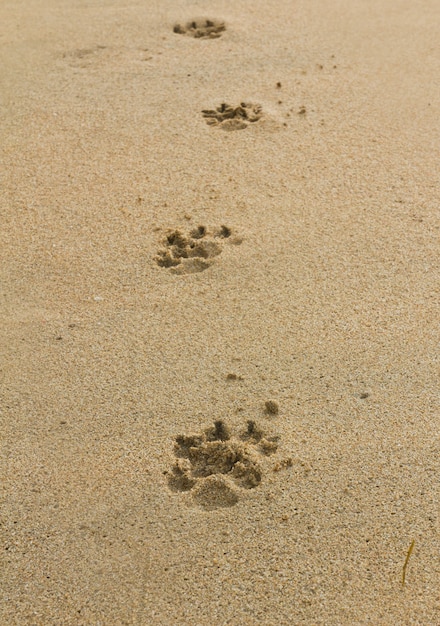 犬の足跡 プレミアム写真