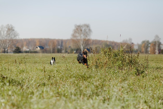 Premium Photo | Dogs Running In The Field Border Collie And Doberman