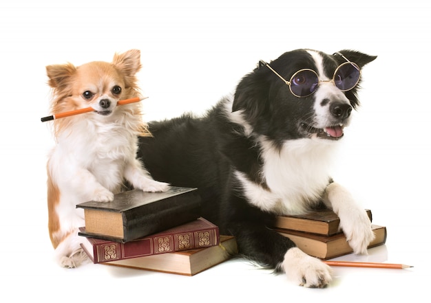 Premium Photo | Dogs in school