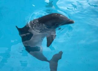 Dolphin, mammal | Free Photo