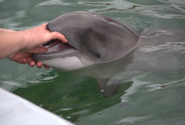 Premium Photo | Dolphin Opens Its Mouth