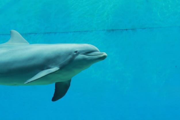 Premium Photo | Dolphins in the aquarium