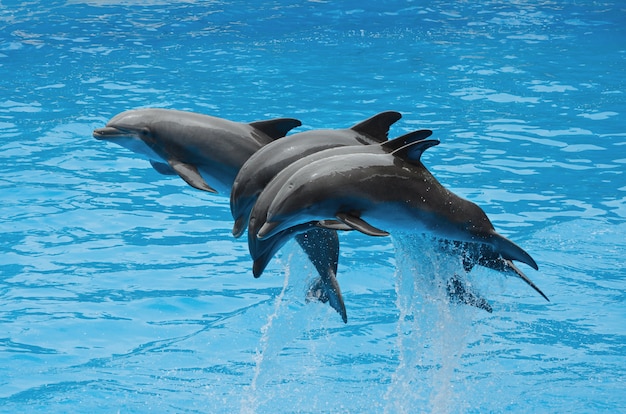 Premium Photo | Dolphins playing in the pool