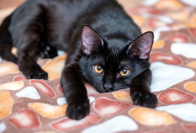 Premium Photo | Domestic black cat looking and lying on the bed ...