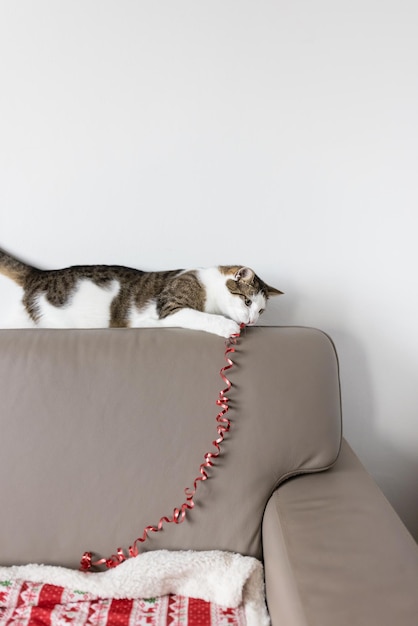 Domestic Cat Laying On Leather Couch, Are Leather Couches Ok With Cats