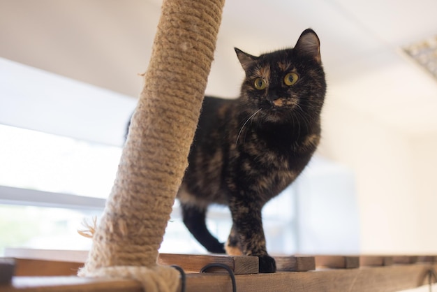 Premium Photo | Domestic cat using scratching post overhead landscape claw