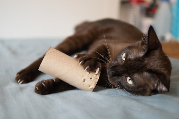 Domestic chocolate kitten cat is playing by scratching and bites brown tissue paper roll on bed very concentrate and fun with nails Premium Photo
