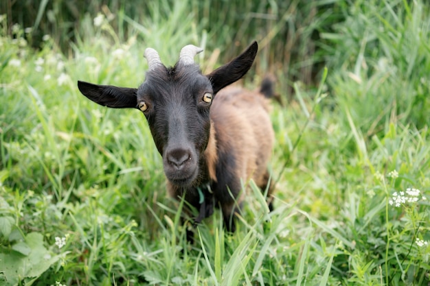 Premium Photo | Domestic dark brown goat without horns walking in pasture