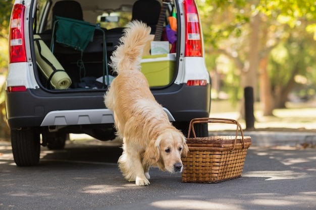 Premium Photo | Domestic dog in car trunk