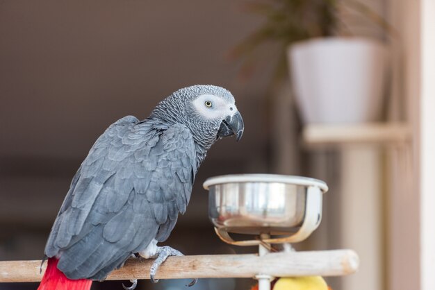 parrot kitchen light fixture