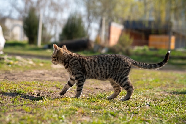 Free Photo | Domesticated gray cat playing on a grassy lawn on a ...