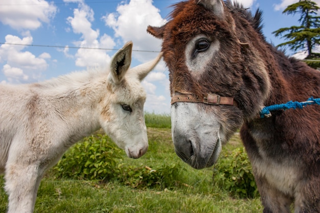 Premium Photo | Donkey in a typical italian farm