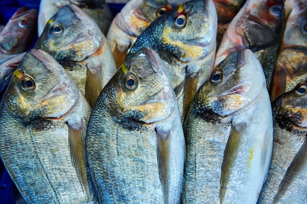 Premium Photo | Dorada fish sparus aurata from mediterranean