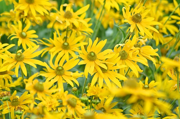 キク科またはキク科のドロニクムオリエンターレまたはドロニクムの花は 春と初夏に畑に咲きます プレミアム写真