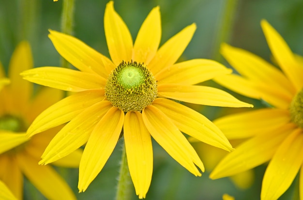 キク科またはキク科のドロニクムオリエンターレまたはドロニクムの花は 春と初夏に畑に咲きます プレミアム写真