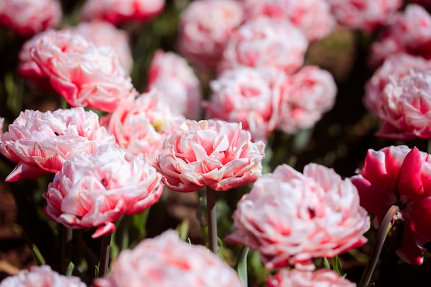 Premium Photo | Double peony pink tulips