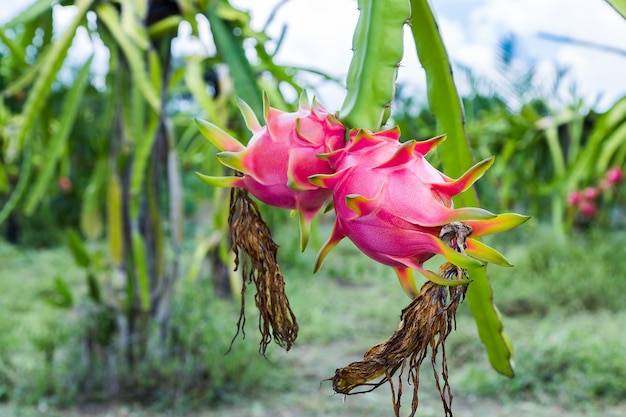 Dragon fruit is on the tree | Premium Photo