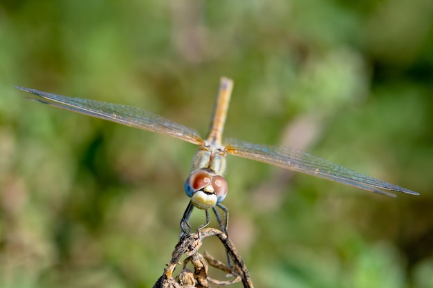 Premium Photo | Dragonfly animal