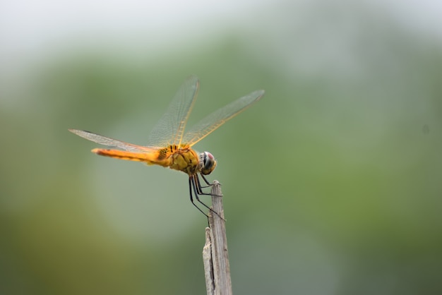 Premium Photo | Dragonfly sitting on a stick, red dragonfly sitting on ...