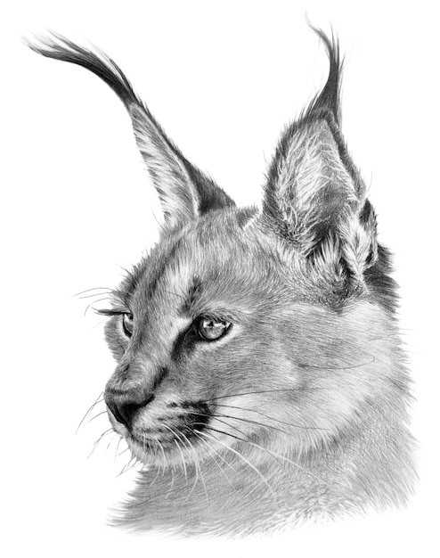 Premium Photo | Drawing portrait of a caracal. wild big cat on white ...