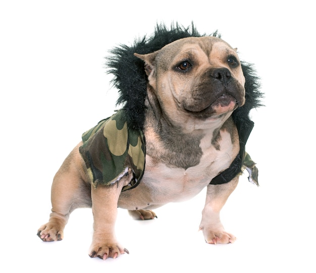american bully clothing for dogs