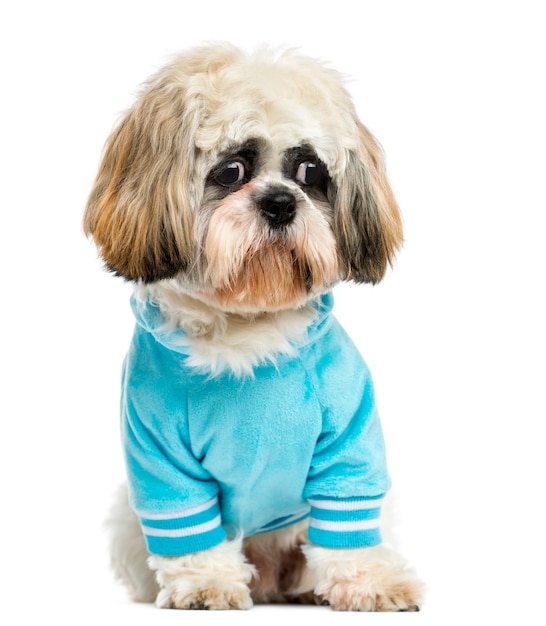 Premium Photo | Dressed up shih tzu sitting isolated on white