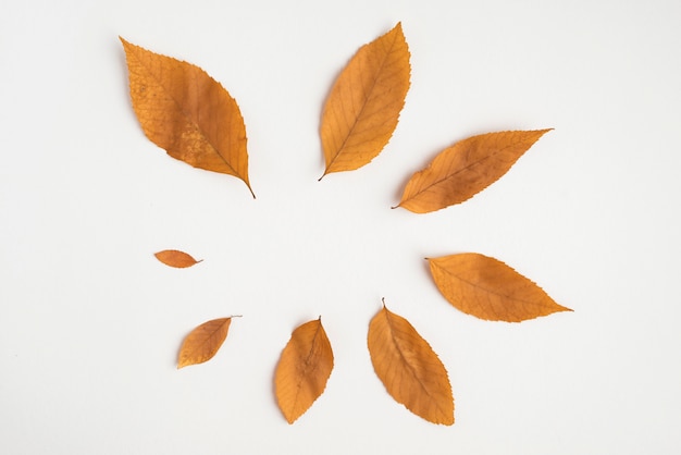 Premium Photo | Dried autumn leaves forming circle