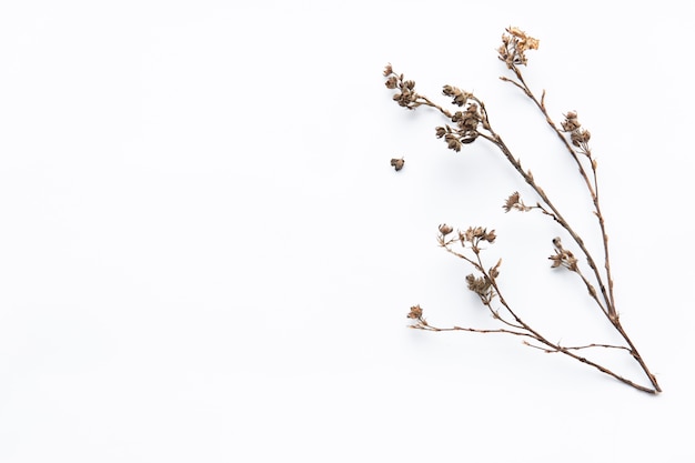 乾燥した花の小枝 プレミアム写真