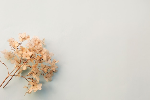 Dried flowers hydrangea on light blue background. copy ...