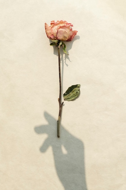 ベージュの背景に手の影と乾燥したピンクのバラ 無料の写真