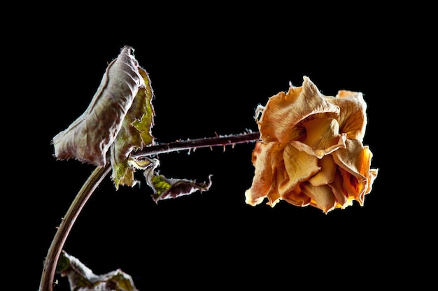黒の背景に分離された乾燥したバラの花 枯れたバラ プレミアム写真