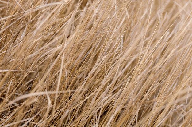 Premium Photo | Dried straw in the wind