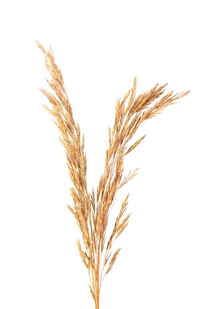 Premium Photo | Dried wild spikelet flowers, isolated on white ...