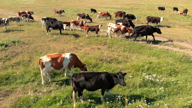 Drone flying over various cow stand on green meadow and graze grass on farmland aerial view Premium Photo