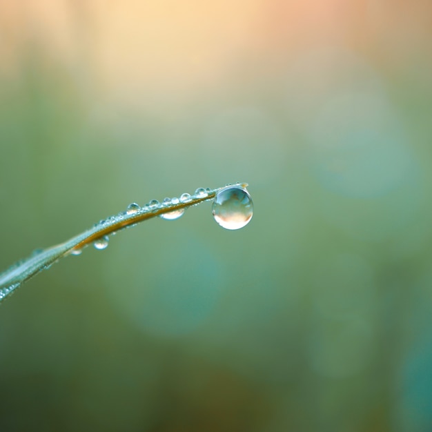 Premium Photo | Drop on the green grass leaf in rainy days, green ...