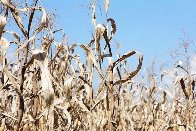 Premium Photo | Drought corn field