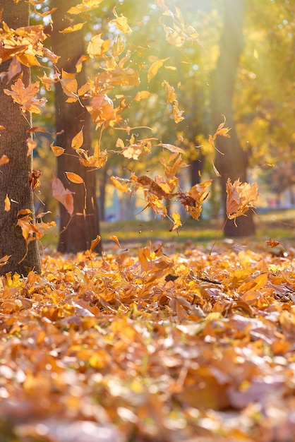 Premium Photo | Dry bright orange and yellow leaves flying in the air ...